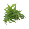 Eisenkraut BIO 15g