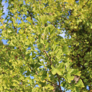 Ginkgoblätter BIO 10g