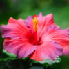 Hibiskusblüten BIO 10g