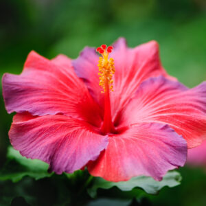 Hibiskusblüten BIO 10g
