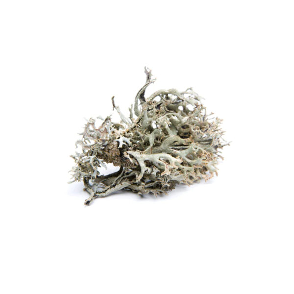 Isländisches Moos BIO 15g