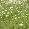 Kamillenblüten BIO 10g