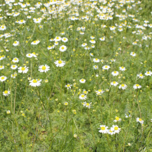 Kamillenblüten BIO 10g