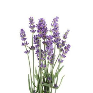 Lavendel BIO 15g