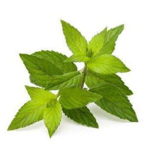 Pfefferminzblätter BIO 15g