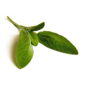Salbei BIO 15g
