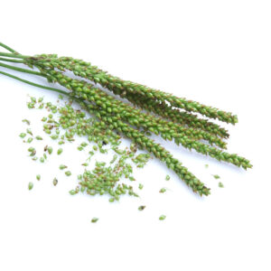 Spitzwegerich BIO 15g