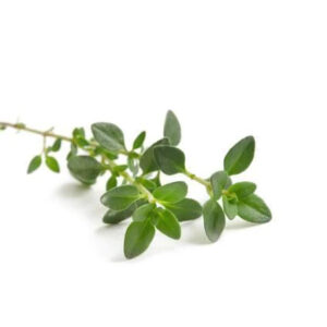 Thymian BIO 15g