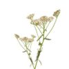 Schafgarbe BIO 15g