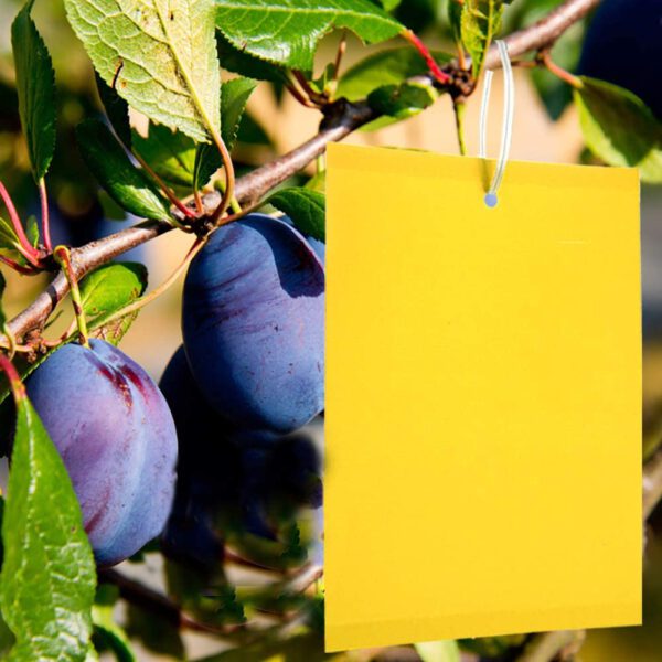 Gelbstecker / Gelbtafeln - groß - 5 Stück
