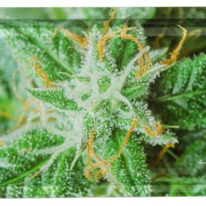 Dreh-Tablett – Rolling Tray, mittel, “Buds AK-47”
