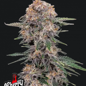 Cherry Cola Auto.png