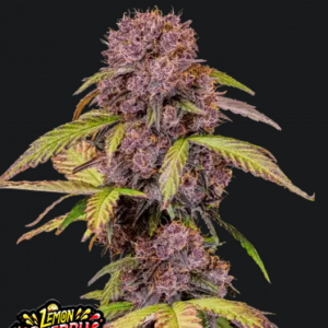 Lemon Cherry Cookies Auto.png