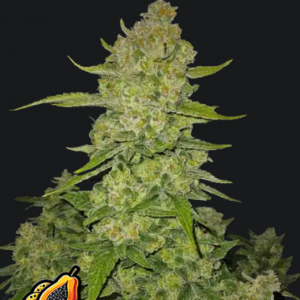 Papaya Cookies Auto.png