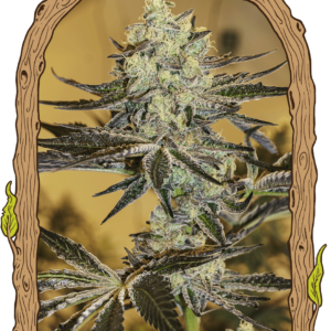 malasanagelato_woodenframe.png