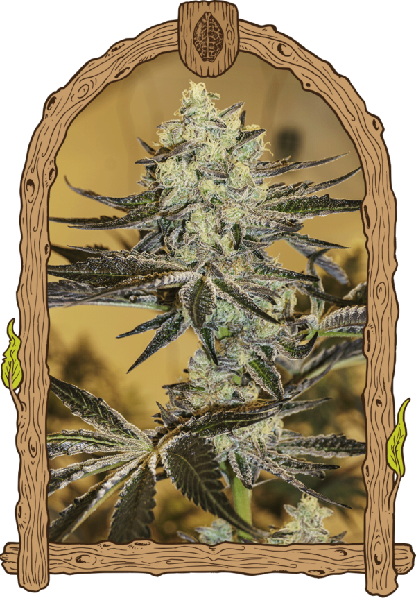 malasanagelato_woodenframe.png
