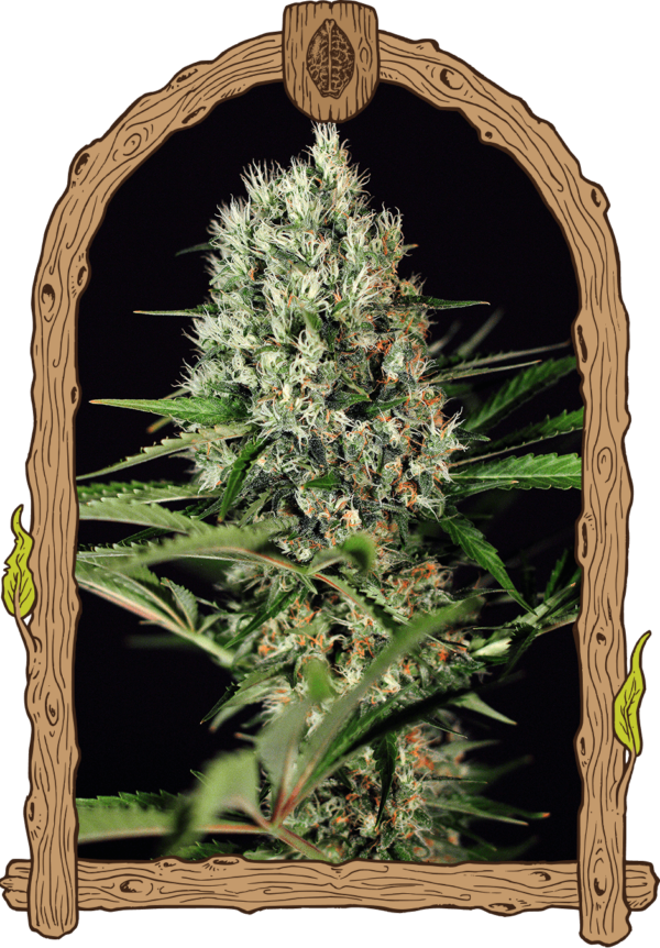 quickmass_940x1350.png