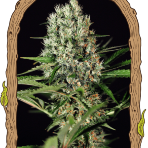 quickmass_940x1350.png