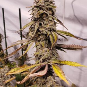 super_skunk.jpg