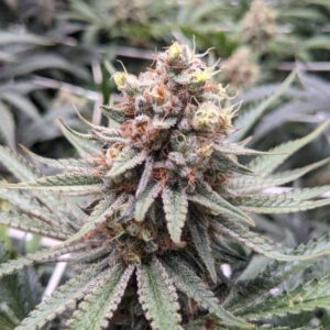 white_widow.jpeg