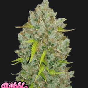 Bubblegum.png