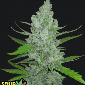 Sour Diesel Auto-Cannabissamen Fast Buds.png