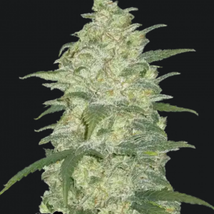 White Widow Auto-Cannabissamen Fast Buds.png