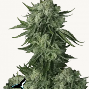 Moby Dick Auto.png