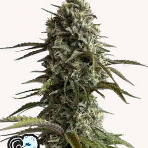 Screenshot 2025-01-17 at 19-05-35 Skunk Auto-Cannabissamen Fast Buds.png