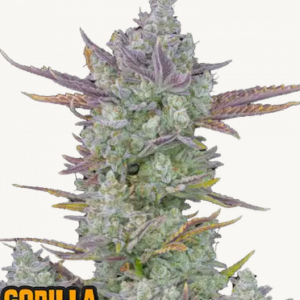 Screenshot 2025-01-18 at 11-44-48 Gorilla Cookies Auto-Cannabissamen Fast Buds.png