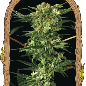 devilkush_940x1350.png