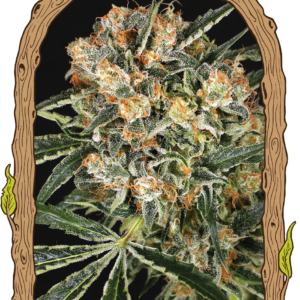 hippy_therapy.png