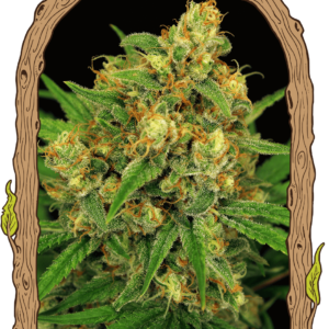 tangerinekushregular_940x1350.png