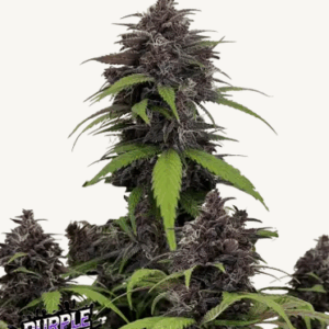 Purple Haze Auto-Cannabissamen Fast Buds1.png