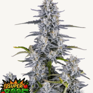 Super Boof Auto-Cannabissamen Fast Buds.png
