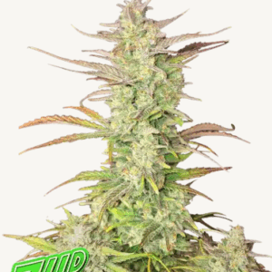 Z-Up Auto-Cannabissamen Fast Buds1.png