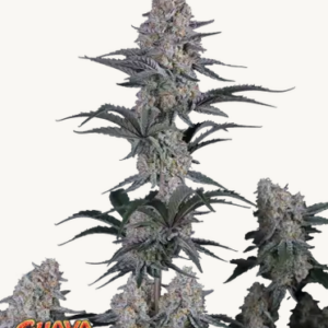 Screenshot 2026-04-29 at 13-58-21 Guava Sundae Auto™ Cannabissamen 42 Fast Buds Deutschland.png