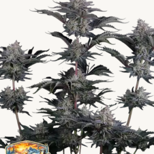 Screenshot 2026-04-29 at 14-02-17 Mendo Frost Auto™ Cannabissamen 42 Fast Buds Deutschland.png