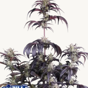 Screenshot 2026-04-29 at 14-07-29 Strawberry Gorilla Auto RF3™ Cannabissamen 42 Fast Buds Deutschland.png