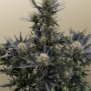 Screenshot 2026-04-29 at 14-30-03 Guava Auto RF3™ Cannabissamen 42 Fast Buds Deutschland.png