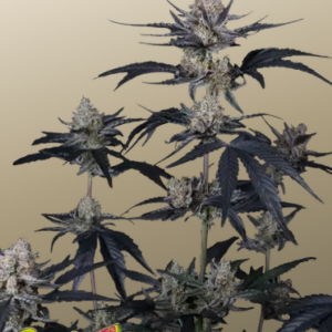 Screenshot 2026-04-29 at 14-18-18 Guava Runtz Auto™ Cannabissamen 42 Fast Buds Deutschland.png
